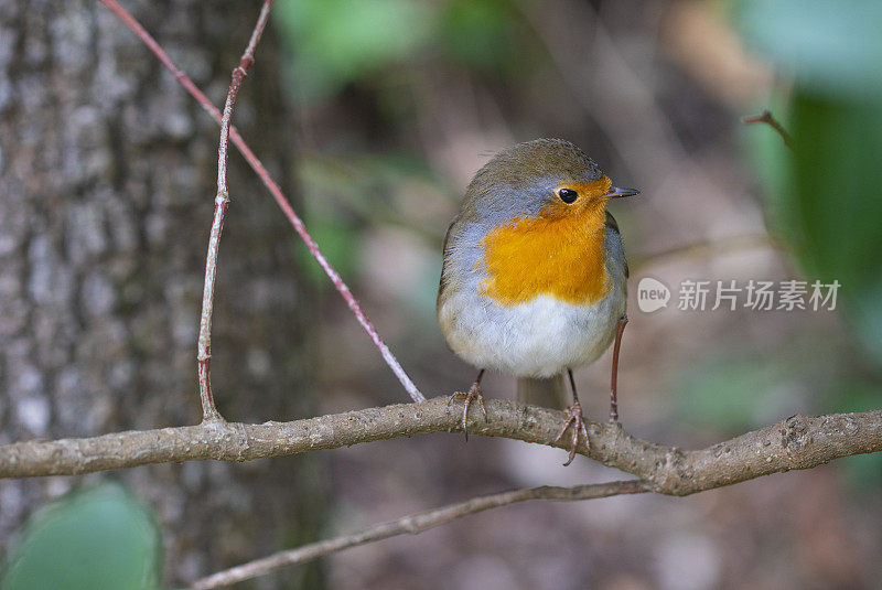 在蒙特塞拉特的欧洲知更鸟(rubecula Erithacus)对羽毛惊人的专注